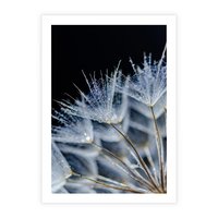 Plakat bez ramy 40x50 - Makro piękno dmuchawców - makro, dmuchawce