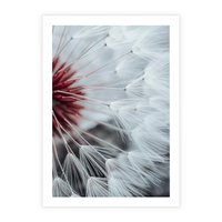 Plakat bez ramy 21x30 - Makro świat dmuchawca - dmuchawiec, makro