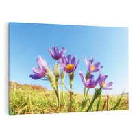 Obraz na płótnie 120x80 - Kwiatowa siła łąki - kwiaty, łąka