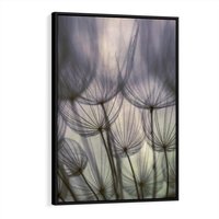 Obraz w ramie 70x100 - Makro dmuchawiec - piękno drobnych detali - dmuchawce, makro - rama czarna