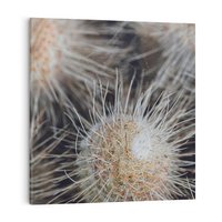 Obraz na płótnie 40x40 - Ulotna Piękność Natury - makro, dmuchawce