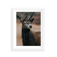 Plakat w ramie 30x40 - Spokojny jeleń - jeleń, las - rama biała