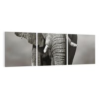 Obraz na płótnie 150x50 - Majestatyczny słoń Afryki - słoń, Afryka