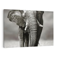Obraz na płótnie 70x50 - Majestatyczny słoń Afryki - słoń, Afryka