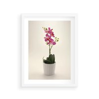 Plakat w ramie 30x40 - Delikatność storczyka orchidei - storczyk, orchidea - rama biała