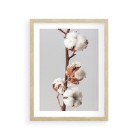 Plakat w ramie 50x70 - Spokojna Gałązka Bawełny - gałązka bawełny, prosta spokojna fotografia - rama drewno