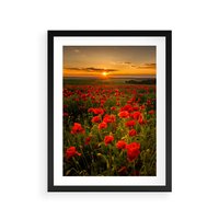 Plakat w ramie 50x70 - Maki przy zachodzie słońca - maki, zachód - rama czarna