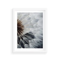 Plakat w ramie 40x50 - Dmuchawce w Naturze - dmuchawiec, zbliżenie - rama biała