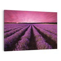 Obraz na płótnie 120x80 - Pola lawendy w pełnym rozkwicie - Lawenda, krajobraz