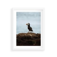 Plakat w ramie 30x40 - Portret Ptaka Morskiego - maskonur, ptak - rama biała