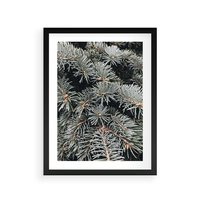 Plakat w ramie 30x40 - Zima na Gałęziach - sosnowe gałęzie, igły - rama czarna