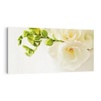 Obraz na płótnie 120x60 - Subtelność białych frezji - frezja, białe