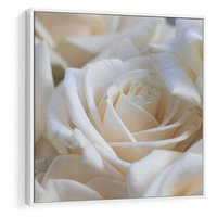 Obraz w ramie 80x80 - Białe róże piękności - białe, róże - rama biała