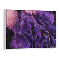 Obraz w ramie 70x50 - Fioletowa hortensja - kwiaty, hortensja - rama biała