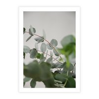 Plakat bez ramy 40x50 - Liście eukaliptusa w naturze - eukaliptus, liście