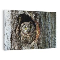Obraz na płótnie 120x80 - Tajemniczy W świecie Nocy - sowa, dziupla