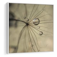 Obraz w ramie 80x80 - Delikatność dmuchawców - dmuchawce, krople - rama biała