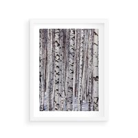 Plakat w ramie 30x40 - Lśniące Brzozy - brzozy, las - rama biała
