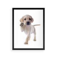 Plakat w ramie 30x40 - Szczeniak pełen radości - piesek, szczeniak - rama czarna