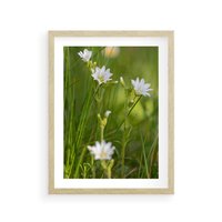 Plakat w ramie 40x50 - Kolorowa łąka - stokrotki, łąka - rama drewno
