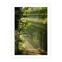 Plakat bez ramy 40x50 - harmonia natury - las, drzewa