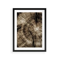 Plakat w ramie 40x50 - Natura Pod Lupą - pień drzewa, przekrój - rama czarna
