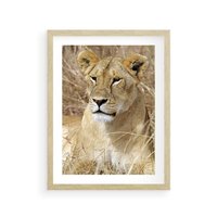 Plakat w ramie 30x40 - Potęga lwów w Afryce - lew, lwica - rama drewno