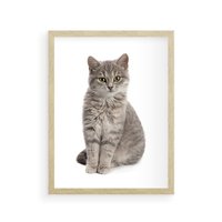 Plakat w ramie 40x50 - Kocie uroki na płótnie - kot, kotek - rama drewno