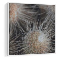 Obraz w ramie 80x80 - Ulotna Piękność Natury - makro, dmuchawce - rama biała