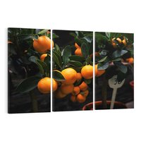 Obraz na płótnie 120x80 - Mandarynki Drzewko Urodzaju - mandarynki, drzewko