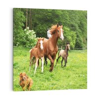 Obraz na płótnie 70x70 - Galopujące konie - konie, galop