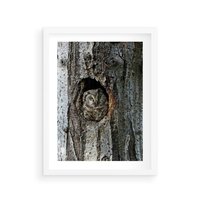 Plakat w ramie 30x40 - Tajemniczy W świecie Nocy - sowa, dziupla - rama biała