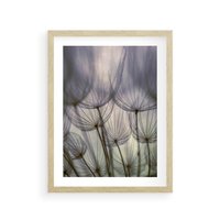 Plakat w ramie 50x70 - Makro dmuchawiec - piękno drobnych detali - dmuchawce, makro - rama drewno