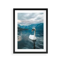 Plakat w ramie 50x70 - Łabędzi Śpiew - fotografia, plakat - rama czarna