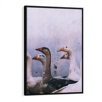 Obraz w ramie 50x70 - Spotkanie Wśród Piór - uchwycony moment, fotografia - rama czarna