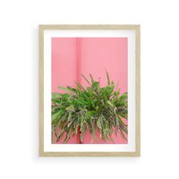 Plakat w ramie 50x70 - Fotografia Rośliny z Różowym Tłem - fotografia, zielona roślina na tle różwj ściany - rama drewno