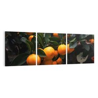 Obraz na płótnie 150x50 - Mandarynki Drzewko Urodzaju - mandarynki, drzewko
