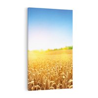 Obraz na płótnie 70x100 - Żyzne Pola - pole, pszenicy