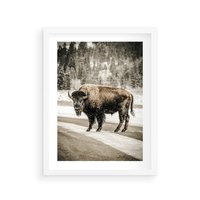 Plakat w ramie 30x40 - Spotkanie z Żubrem na Leśnej Drodze - żubr, las - rama biała