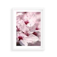 Plakat w ramie 30x40 - Kwitnąca Wiśnia - kwiaty, kwitnąca - rama biała