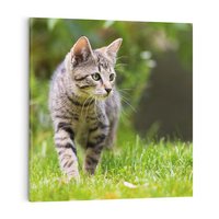 Obraz na płótnie 40x40 - Kocie polowanie w ogrodzie - kot, polowanie