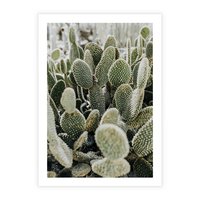 Plakat bez ramy 30x40 - Kaktusowa Harmonia - kaktusy, fotografia