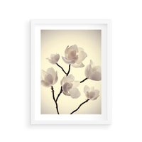 Plakat w ramie 40x50 - Elegancja Natury - magnolia, białe - rama biała