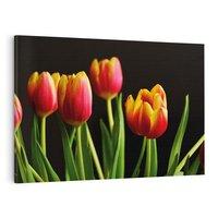 Obraz na płótnie 70x50 - Tulipany w przyrodzie: harmonia kształtów - tulipany, kiwaty