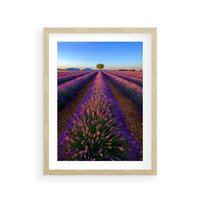 Plakat w ramie 50x70 - Fioletowa Magia - pole, lawendy - rama drewno