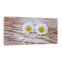 Obraz na płótnie 100x50 - Stokrotkowa Delikatność - stokrotka, kwiaty