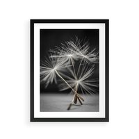 Plakat w ramie 50x70 - Delikatność dmuchawców zbliżenie - dmuchawce, zbliżenie - rama czarna