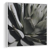 Obraz w ramie 50x50 - Sukulenty wśród kaktusów - sukulenty, kaktusy - rama biała