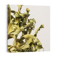 Obraz na płótnie 60x60 - Odejście pory deszczowej - suche, trawy