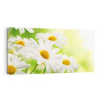 Obraz na płótnie 100x50 - Stokrotka: delikatność natury - stokrotka, kwiat